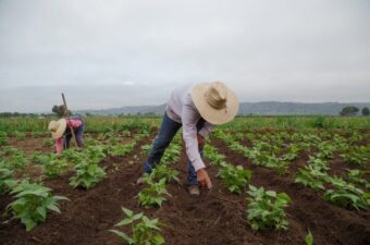 Migrant farmworker in a field